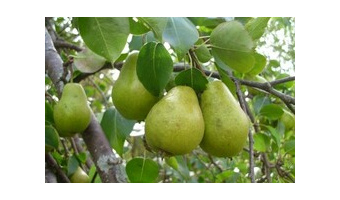 تکثیر پنج رقم پایه‌های رویشی درختان میوه به روش کشت بافت در جهاد دانشگاهی تهران