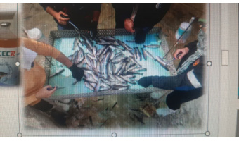 دستیابی به دانش فنی تولید «بچه ماهی مقاوم» با واکسیناسیون و کاهش مصرف آنتی‌بیوتیک دستاورد محققان جهاد دانشگاهی تهران