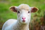 توقف اجرای طرح ایجاد نژاد گوسفند چند قلوزا و بی‌دنبه کشور به‌علت کمبود اعتبار