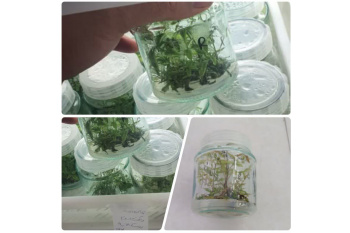 آغاز کشت پایه‌های رویشی پسته مقاوم به کم‌آبی در سازمان جهاد دانشگاهی تهران